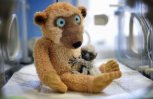 Lemur Hug